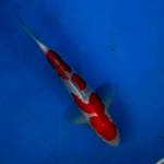 Kohaku mulus doit 27