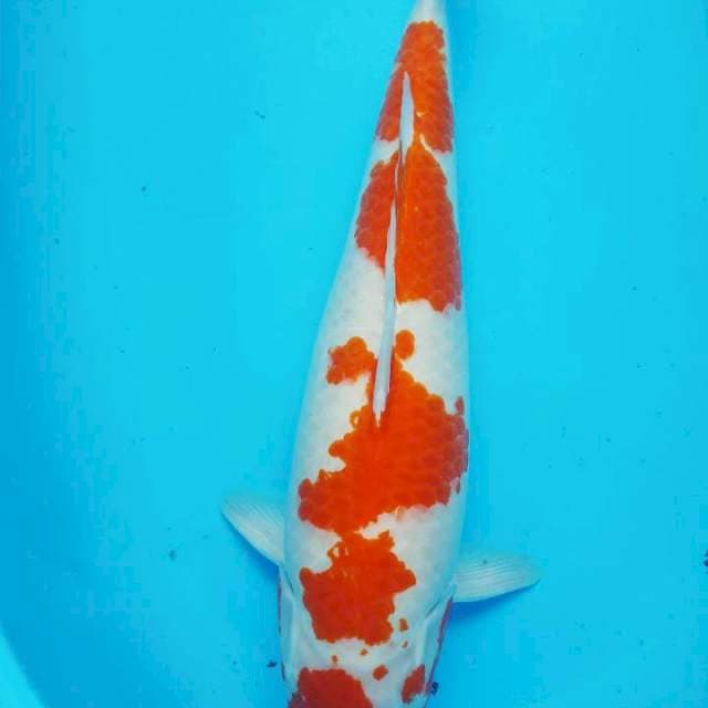 Menkaburi kohaku 55Bu jumbo, Ori