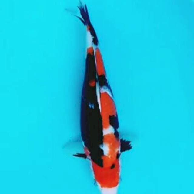 Showa 38 cm