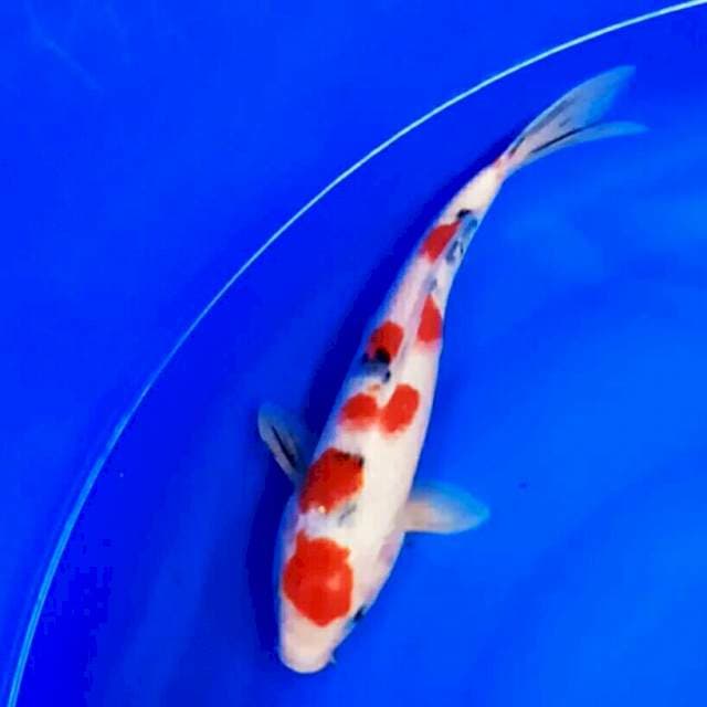 Sanke  sakura red strong 30cm