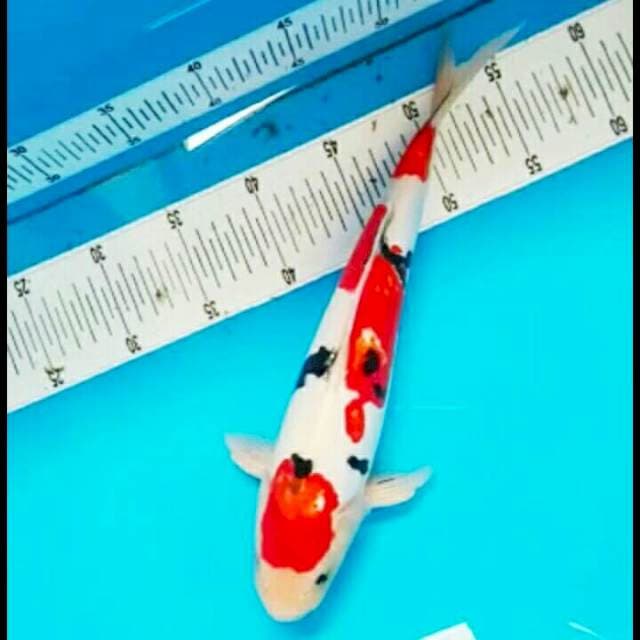 Sanke HQ 35cm