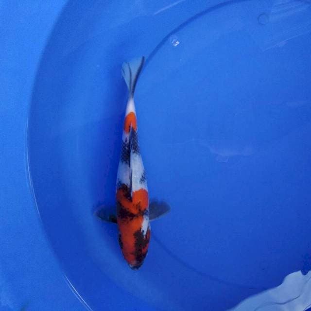 showa 28 cm
