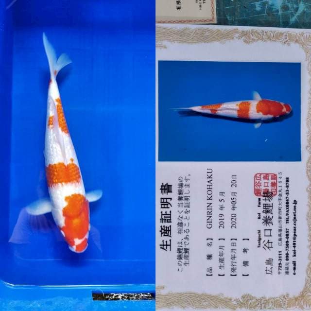 Kohaku gingrin taniguchi serti