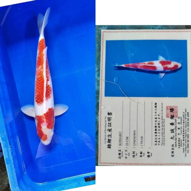 Kohaku marusei serti