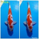 Maruten kohaku doitshu