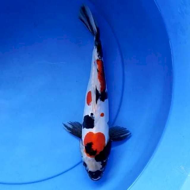 Showa doitshu 29 cm