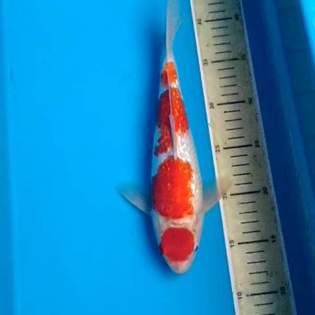 Maruten kohaku kingirin