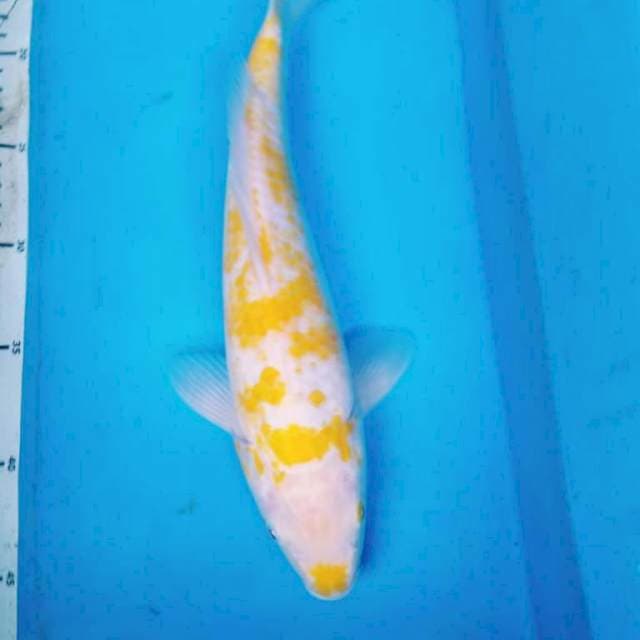 KOYO 2  MATA  MERAH