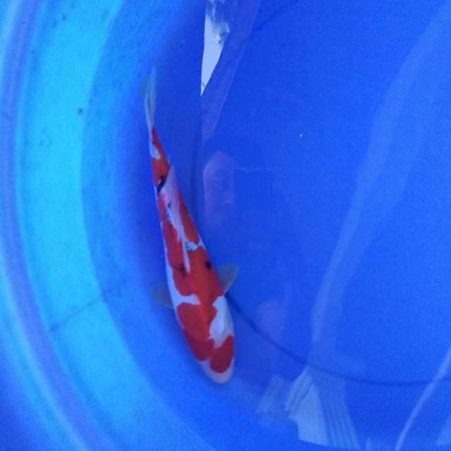 doitsu murni 30 cm
