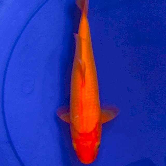 FULL RED Benigoi
