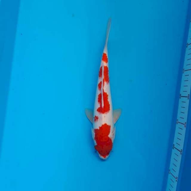 Kohaku strong