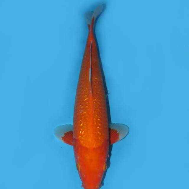 35cm , Aka Hajiro Ginrin 