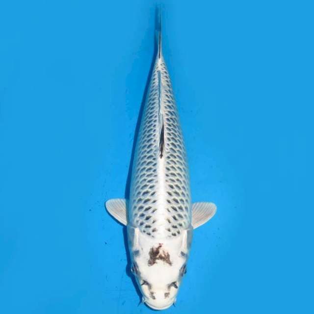 34cm , Matsuba Antik