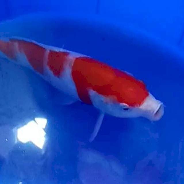 Kohaku