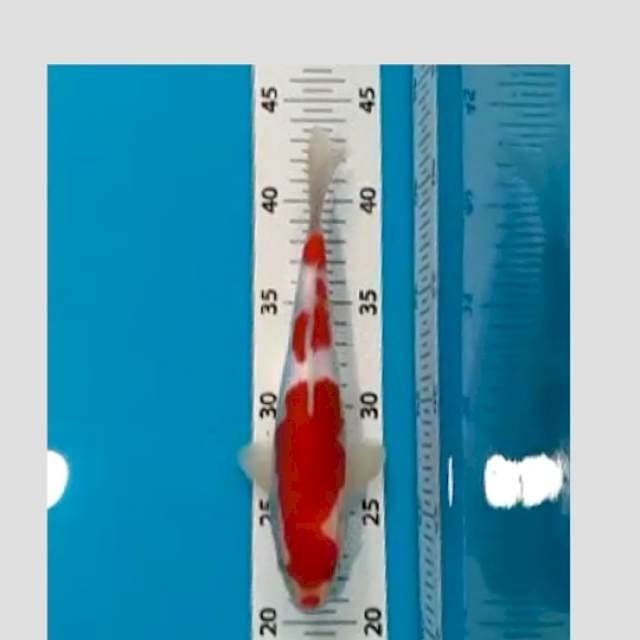 kohaku 25cm, sambel setan