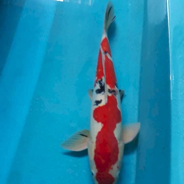 Doitsu murni..Male 45cm Maantaap boss
