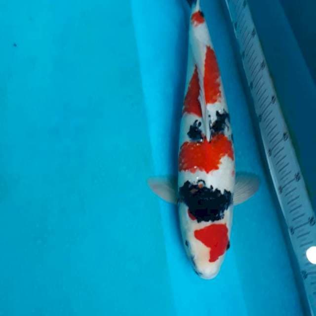 Showa Male 45cm..Top markotop boss..