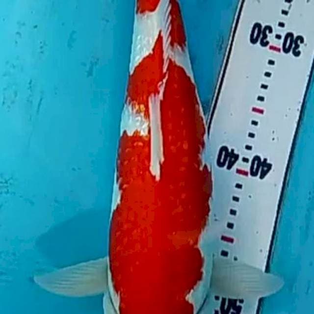 Kohaku gindrin