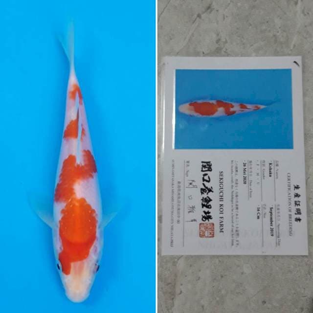 Sekiguchi kohaku 16cm sertifikat