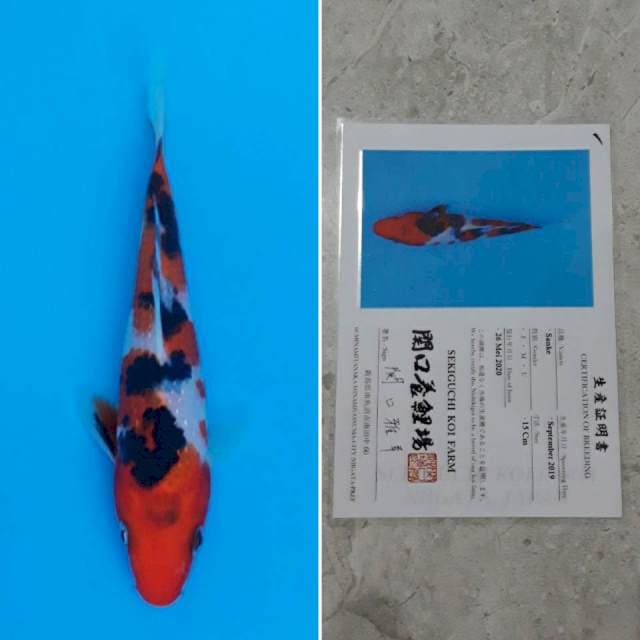 Sekiguchi sanke 16cm sertifikat
