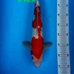 Kohaku  gindrin 39 cm