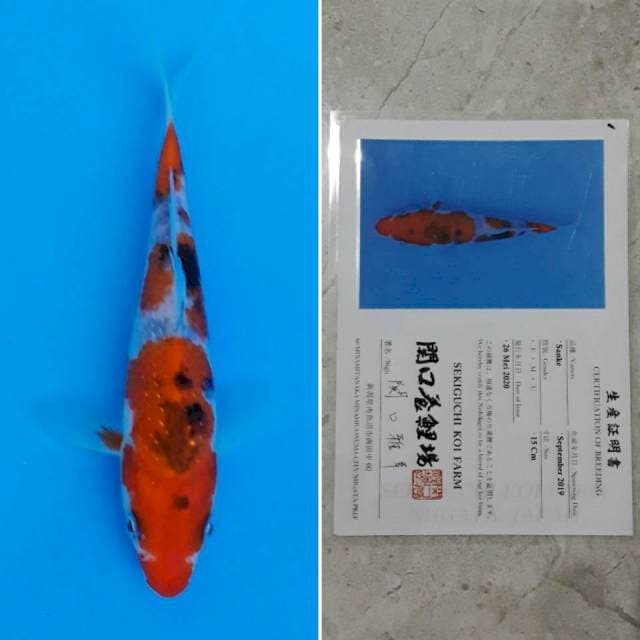 Sekiguchi sanke 17cm sertifikat