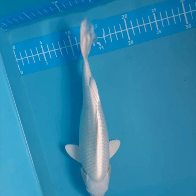 Platinum 31 cm