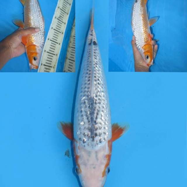 32cm , Asagi Full Ginrin