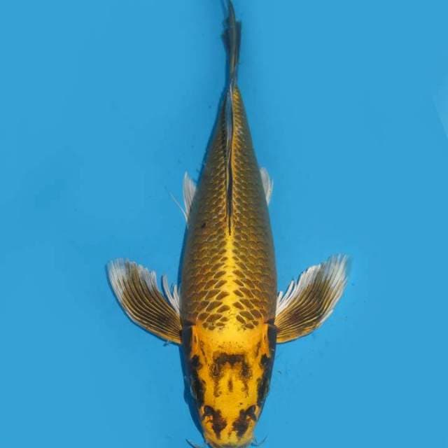 35cm , Kumpay 1