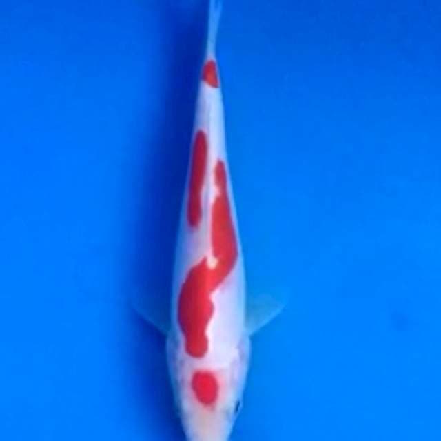 Kohaku Doitsu Good Patter