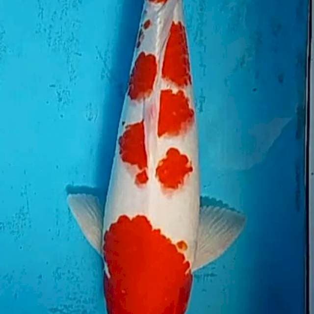 Kohaku 