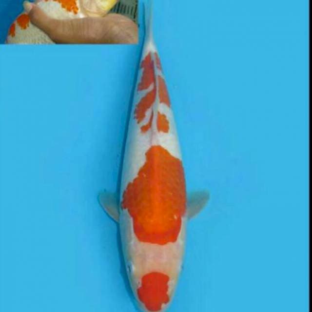 Kohaku punuk