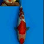 Kohaku punuk