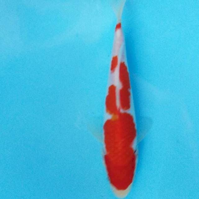 Male Kohaku 17cm