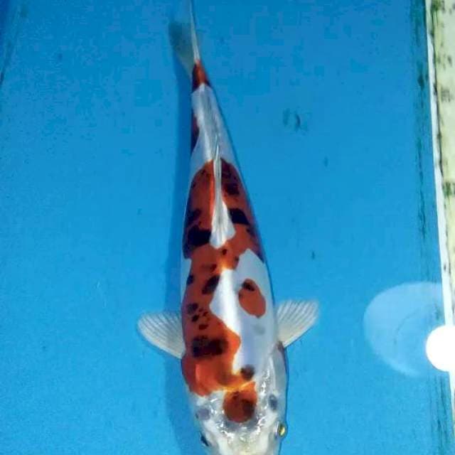 Kikokuryu 23cm