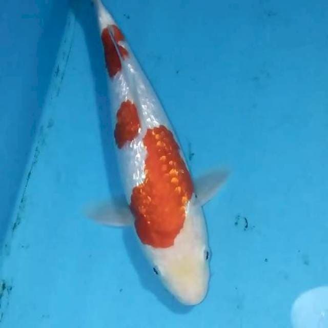 Kohaku Ginrin 27cm