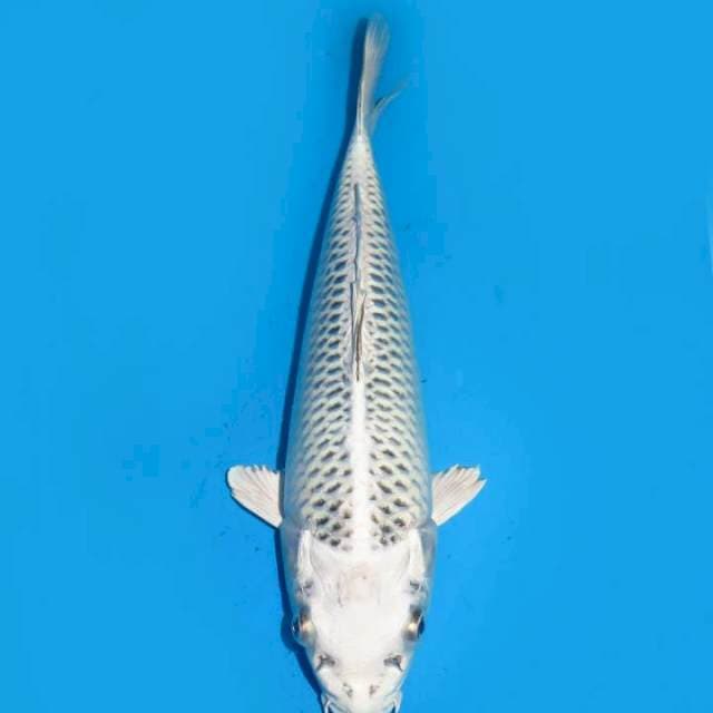 28cm , Gin Matsuba Jaring Rapi