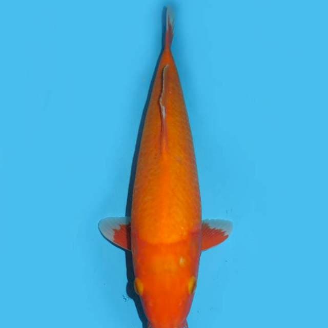 35cm , Aka Hajiro