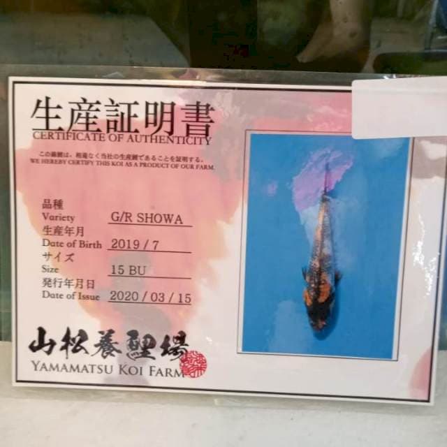 Showa ginrin import jozz