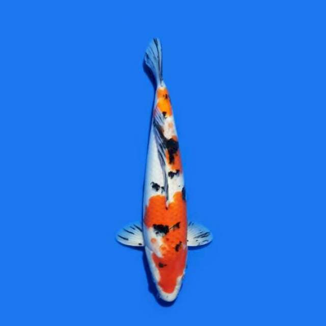 Sanke 30 cm