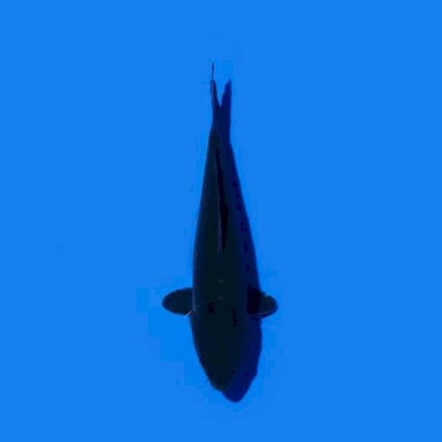 Karasugoi 27 cm