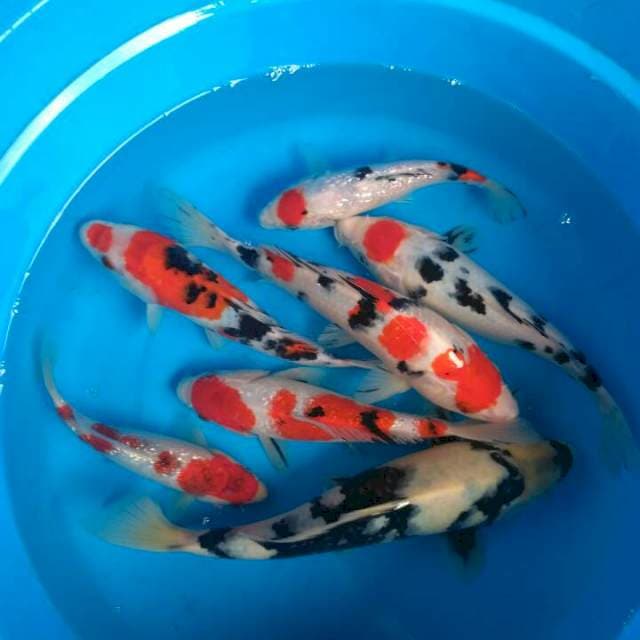 Sk mix tosai