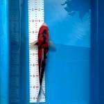 Sanke 40bu 