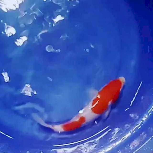 Kohaku