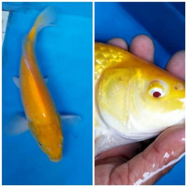 KARASI MATA  MERAH