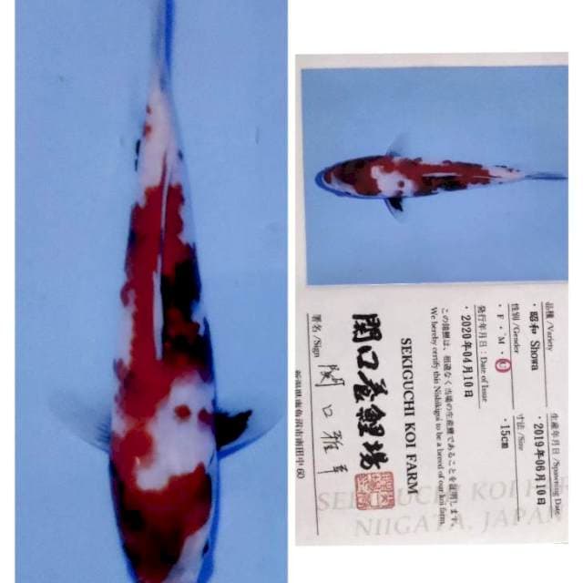 Showa serty sekiguchi