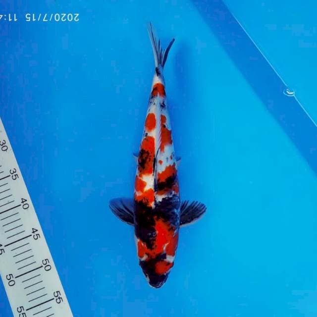 SOCHI 1 ~ SHOWA EVOLUTION ™