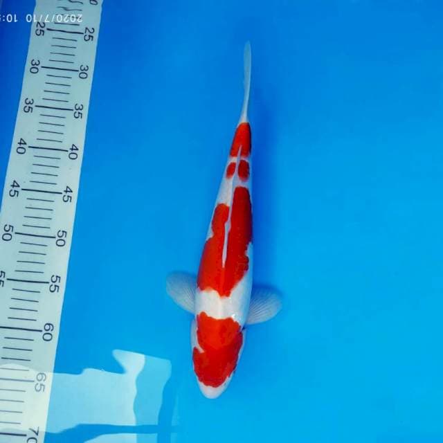 SOCHI 2 ~ KOHAKU ™