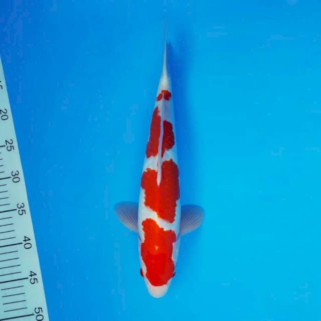 SOCHI 3 ~ KOHAKU ™