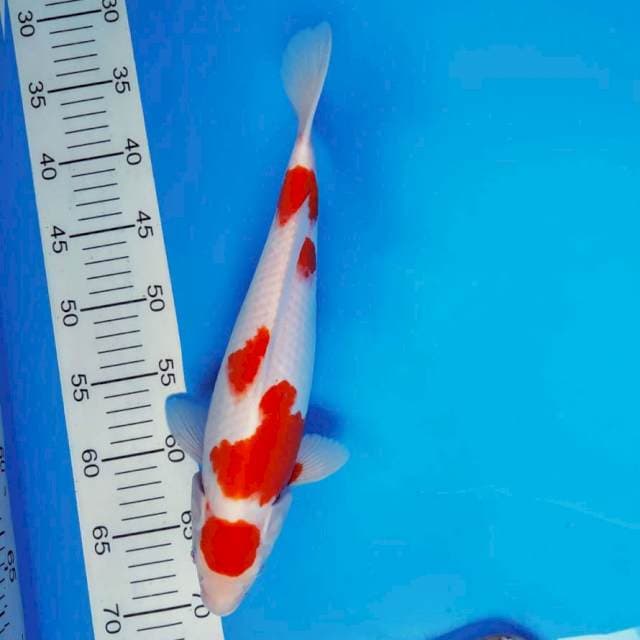SOCHI 6 ~ MARUTEN KOHAKU ™